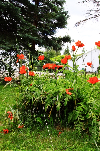lovely red poppies growing in the back yard